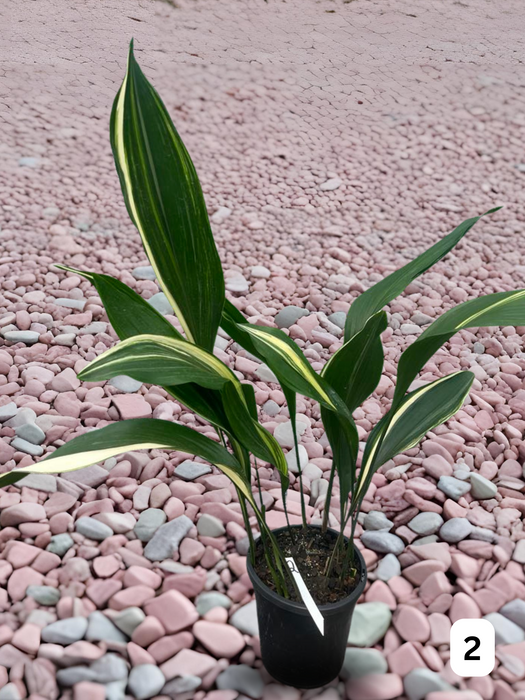 Aspidistra Variegated Cast Iron Plant Multi-Listing FREE Express Post