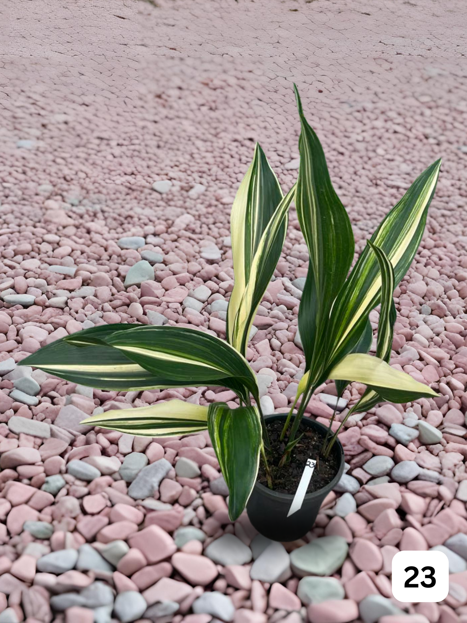 Spring Plant Care