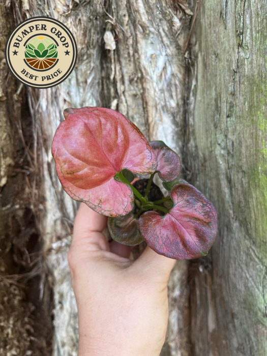 Syngonium Orm Nak Red