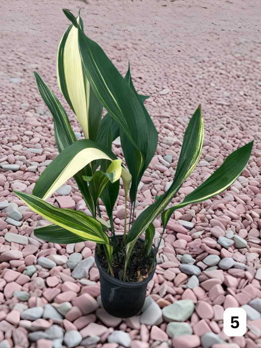 Aspidistra Variegated Cast Iron Plant Multi-Listing FREE Express Post