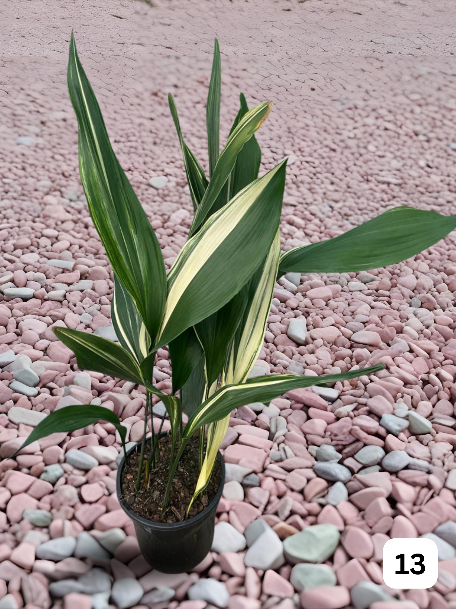 Autumn Plant Care