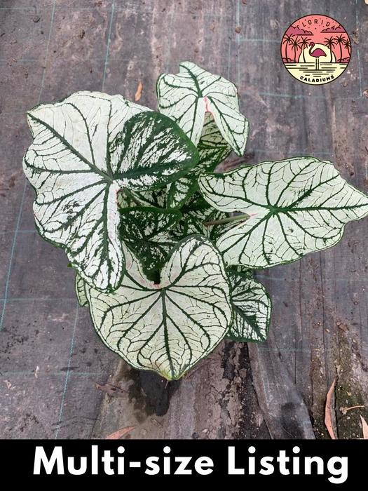 Caladium White Christmas