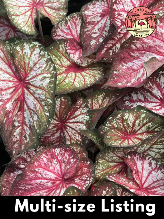 Caladium Xplosion