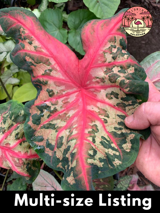 Caladium Clowning Around