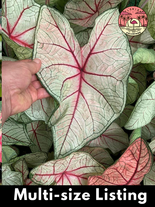 Caladium White Queen