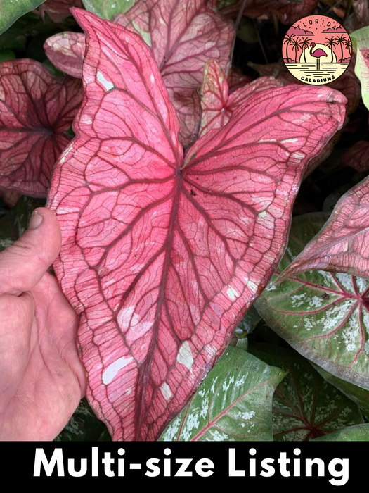 Caladium Desert Sunset