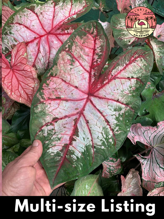 Caladium Apple Blossom