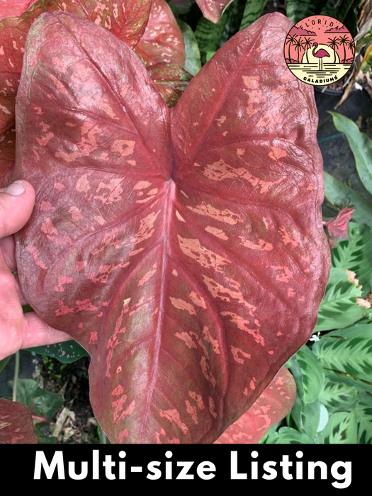 Caladium Burning Heart