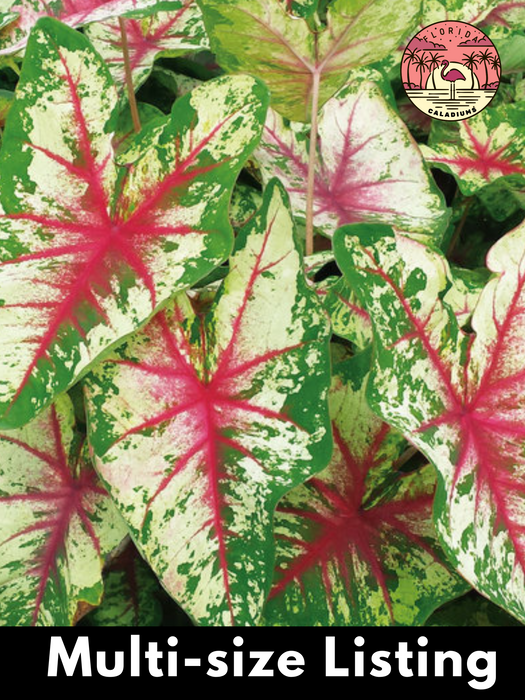 Caladium Flatter Me