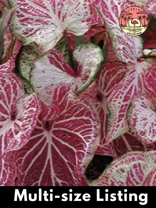 Caladium Peppermint