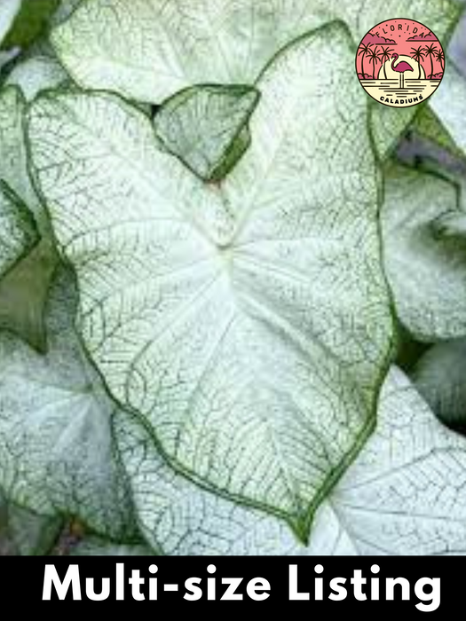 Caladium Florida Moonlight