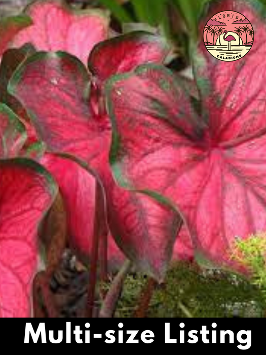 Caladium Red Glamour