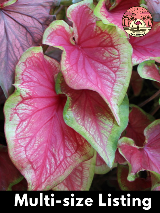 Caladium Tikki Torch
