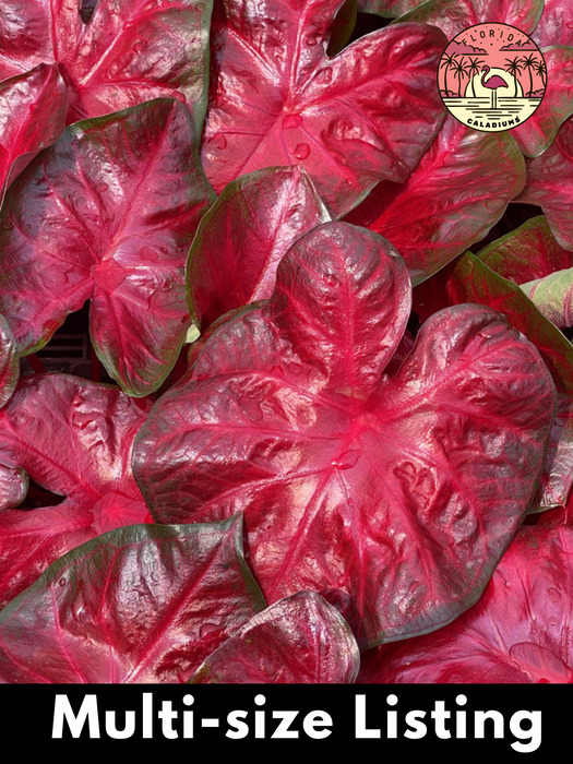 Caladium Hot Flash