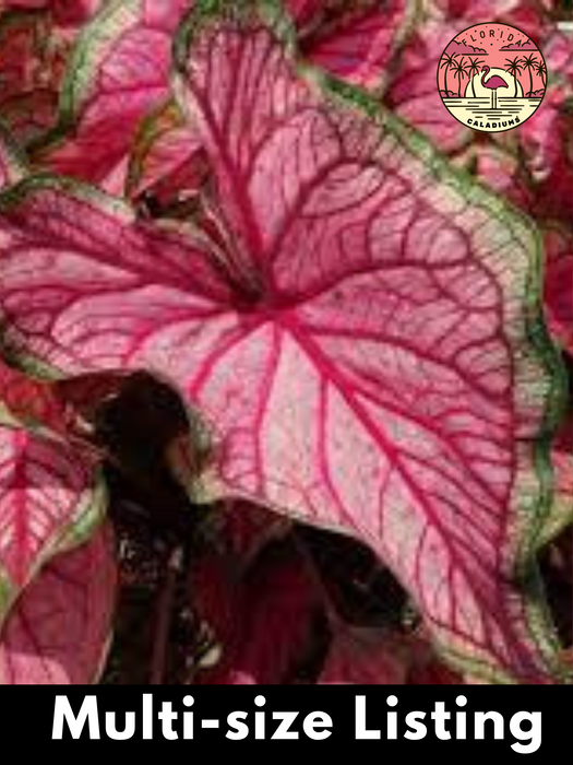 Caladium Puppy Love