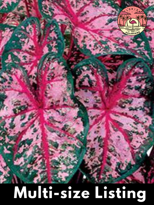 Caladium Carolyn Whorton