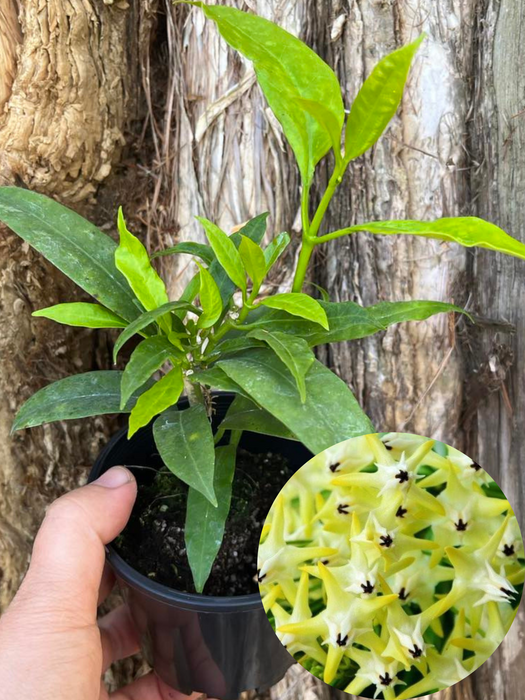 Hoya Shooting Star (Multiflora)