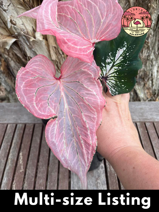 Caladium Pink Symphony