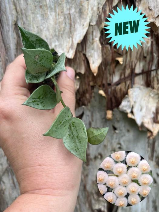 Hoya Krohniana Silver Eskimo
