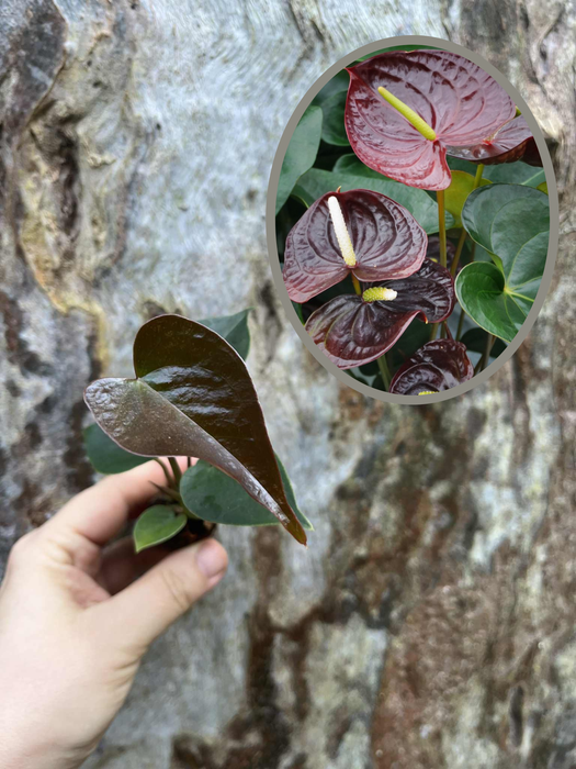 Anthurium Chocolate/Black Flowers