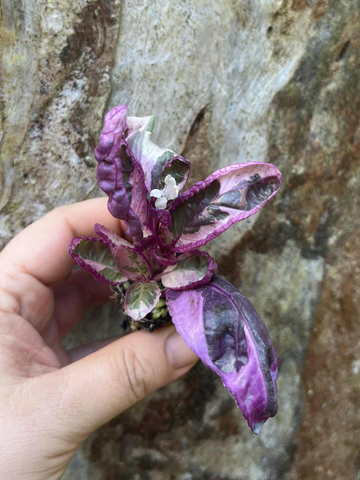 Hemigraphis Snow White - Waffle Plant