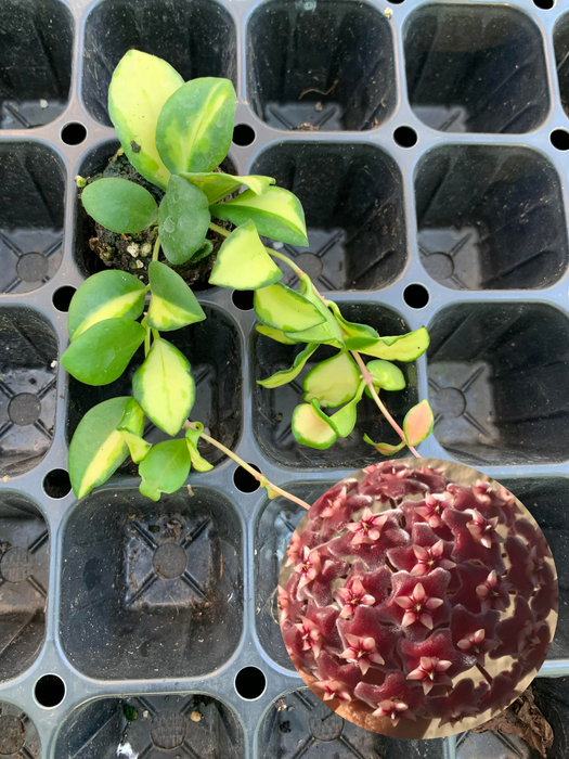 Hoya Heuschkeliana Variegata