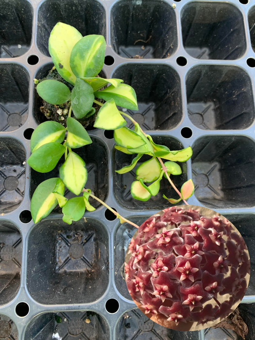 Hoya Heuschkeliana Variegata Starter