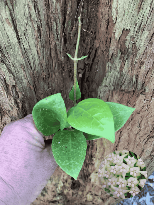 Hoya Chiang Mai