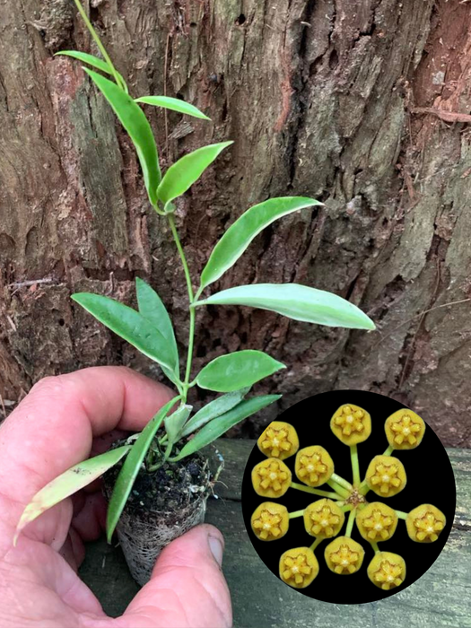 Hoya Tsangi Albo Marginata