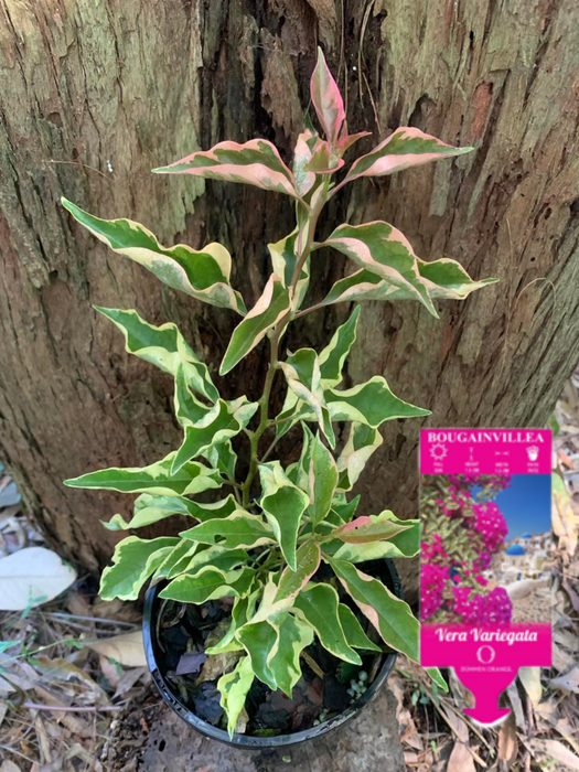 Bougainvillea Vera Variegated