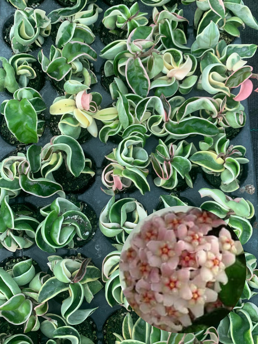 Hoya Indian Rope - Variegated