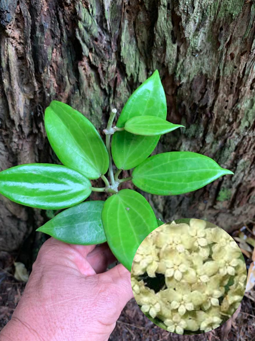 Hoya Pottsii