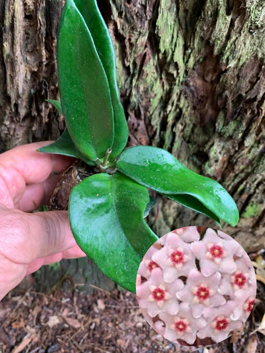 Hoya Dasyantha