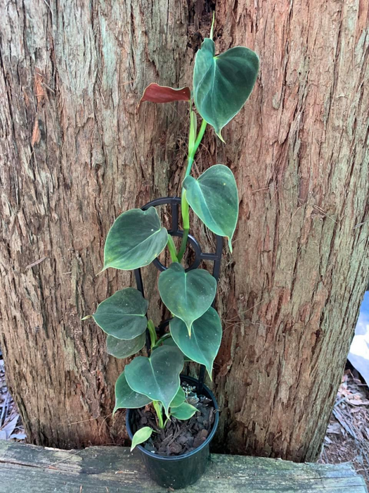 Philodendron Lupinum