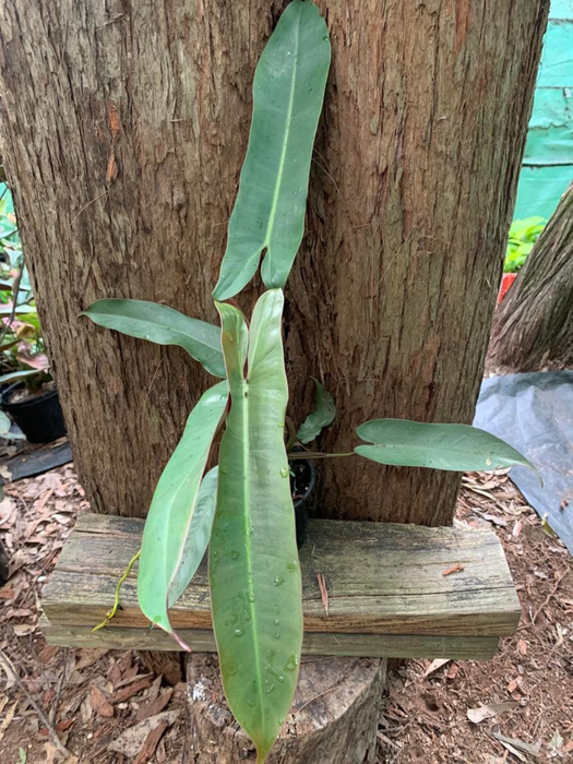 Philodendron Atabapoense
