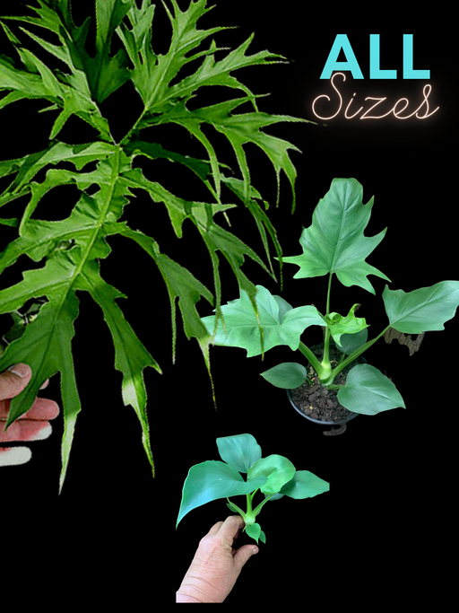 Philodendron warscewiczii SNOWFLAKE