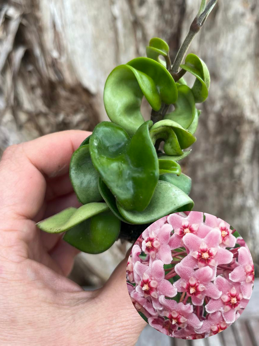 Hoya Indian Rope - Green