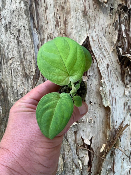 Syngonium Frosted Heart