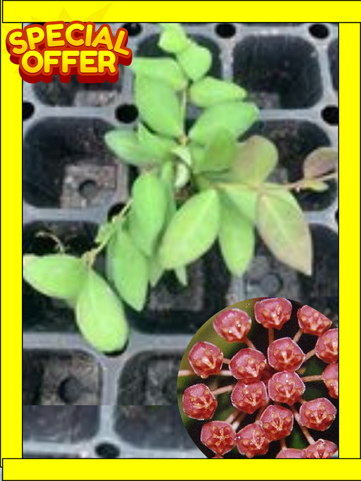 Hoya Mini Honey Dew