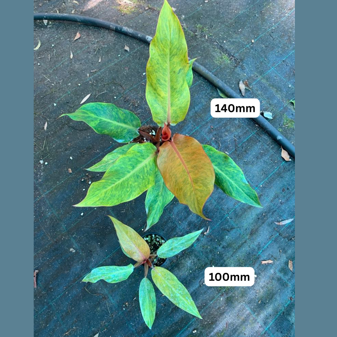 Summer Plant Care