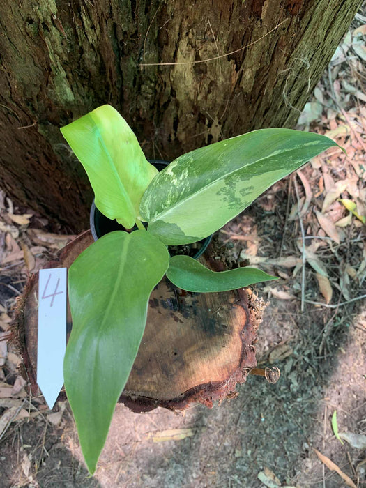Philodendron Domesticum Multi-Plant Listing