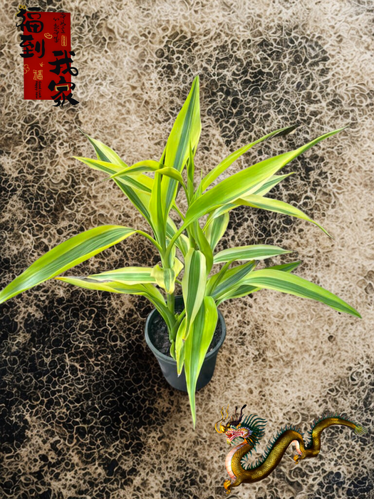 Variegated Lucky Bamboo