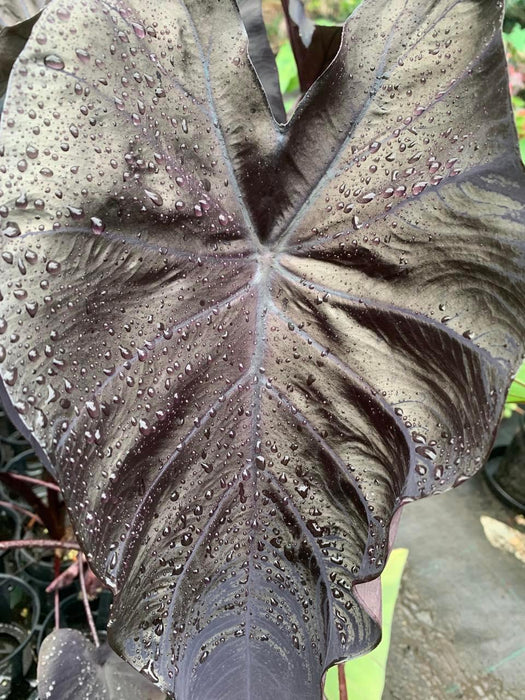 Colocasia Black Coral