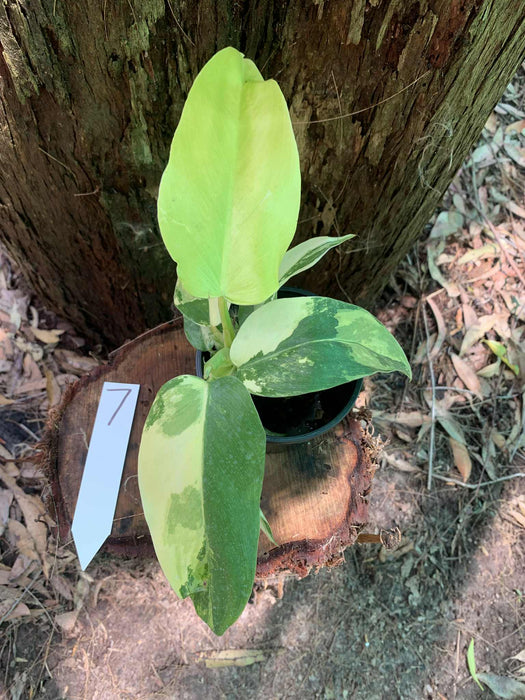 Philodendron Domesticum Multi-Plant Listing