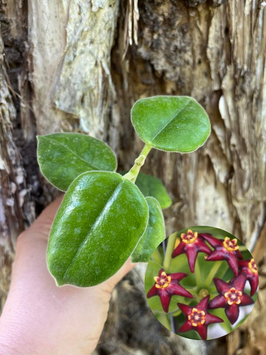 Hoya Ciliata