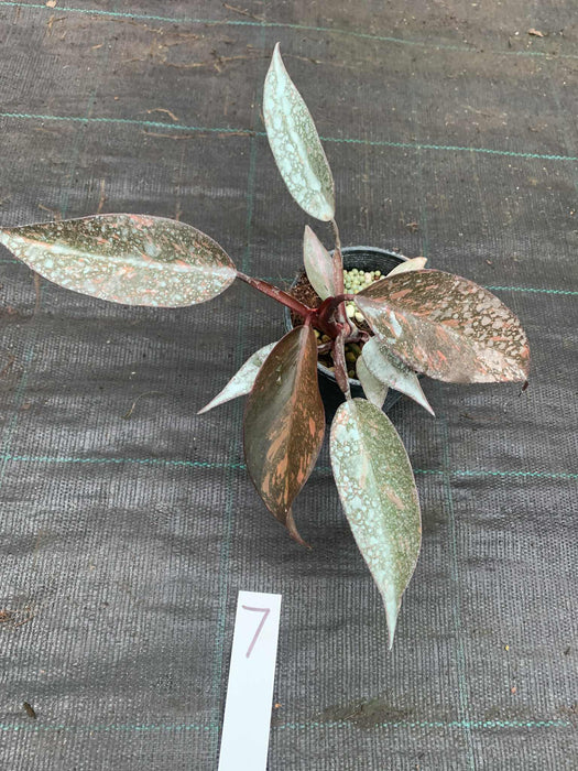 Philodendron Orange Princess #7