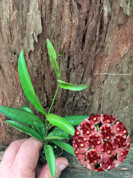 Hoya Wayetii