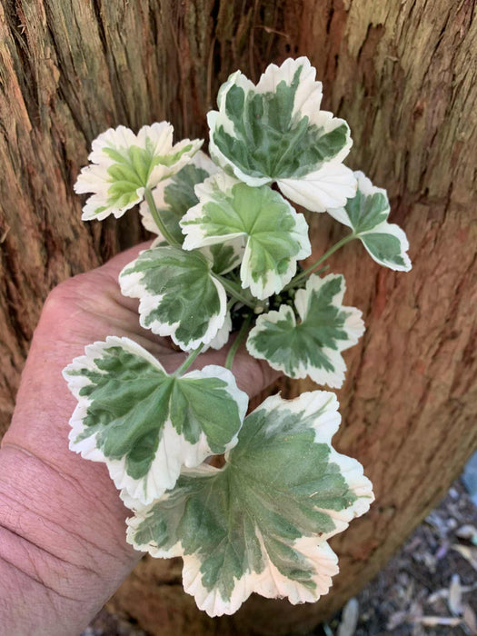 Pelargonium Ice Queen