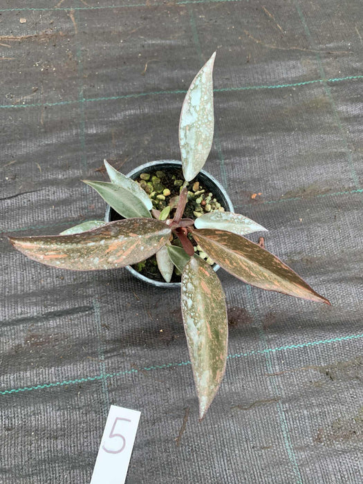 Philodendron Orange Princess #5