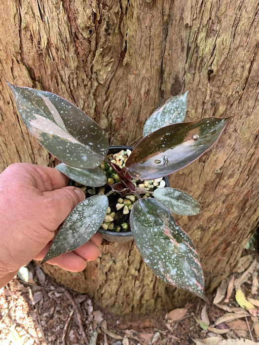 CLEARANCE Philodendron Red Anderson (Low Variegation)